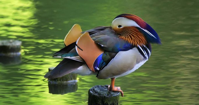 Single male Mandarin Duck bird resting on a wooden post at a wetland pond during spring nesting period