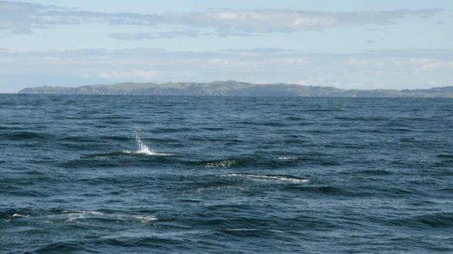 Wide shot pod of dolphins jumping in afternoon sun