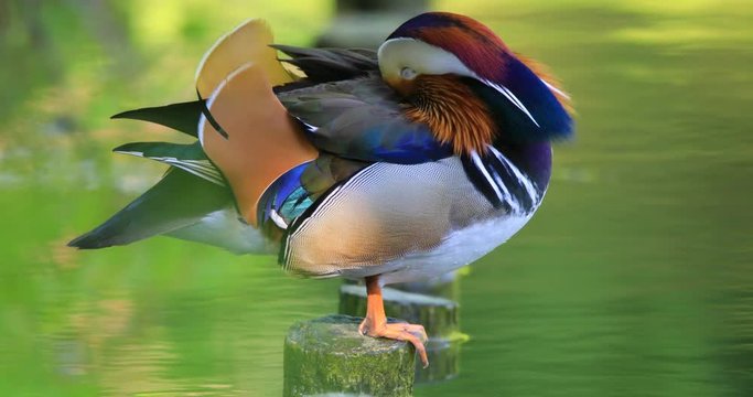 Single male Mandarin Duck bird resting on a wooden post at a wetland pond during spring nesting period