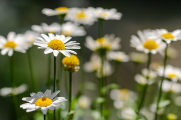 White daisy flowers