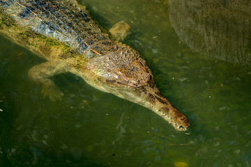 Gavial