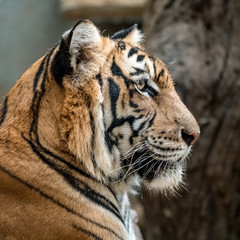 bengal tiger