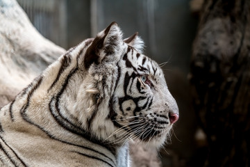 White bengal tiger