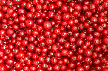 Red currant berries background