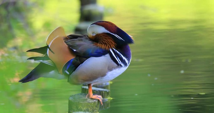 Single male Mandarin Duck bird resting on a wooden post at a wetland pond during spring nesting period