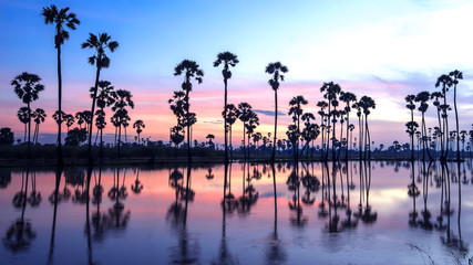 beautiful sunset reflection of silhouettes Palm tree , landscape thailand