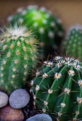 prickly house cactus