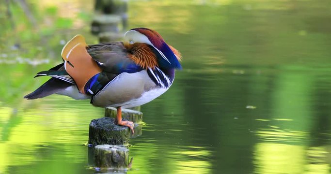 Single male Mandarin Duck bird resting on a wooden post at a wetland pond during spring nesting period