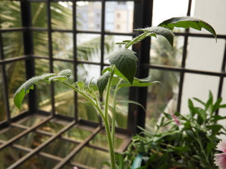 young tomato stem