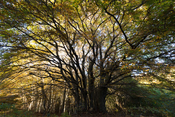 A big fagus tree in the Canfaito (Marche, Italy) forest
