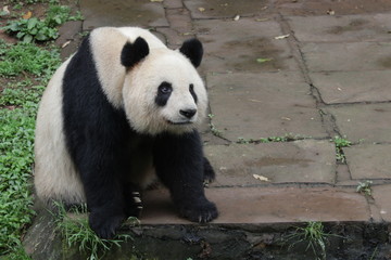Fototapeta premium giant panda bear