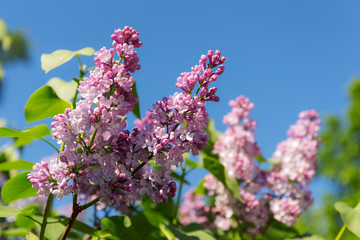lilac on a sunny spring day