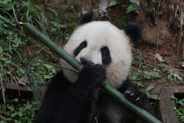Fototapeta premium Closed-up Giant Panda Eats Bamboo, China