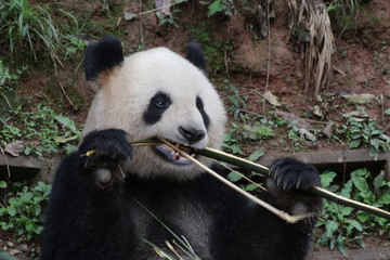 Closed-up Giant Panda Eats Bamboo, China