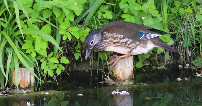 Single male Mandarin Duck bird resting on grassy wetland during spring nesting period