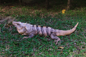 Black Spiny-Tailed Iguana in Cozumel, Mexico. Looking like miniature dragon. ctenosaura similis.
