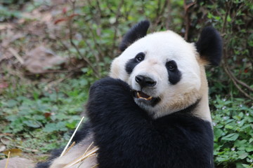 Close up Panda's Face