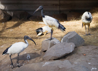 Fototapeta premium Flock of black-headed threskiornis ibises stand and walk in zoo