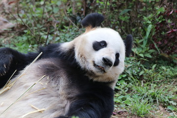 Fototapeta na wymiar Funny Pose of Giant Panda in China