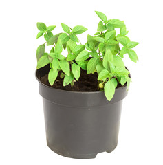 Freshness plant basil or Thai basil with green narrow leaves and purple stem in black pot for plant...