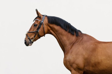 Portrait of a bay horse in the bridle on light background isolated