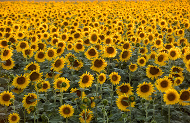 Fototapeta premium Sunflowers field near Arles in Provence, France