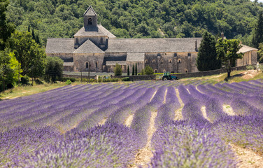 Senanque Abbey or Abbaye Notre-Dame de Senanque with lavender field in bloom, Gordes, Provence, France