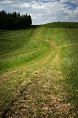 the path through the green meadow