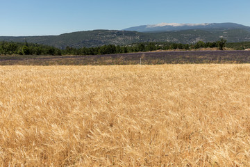 Fototapeta premium Cornfield and lavender fields near Sault and Mont Ventoux in the background. Provence, France