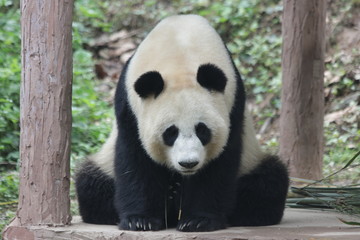 Panda in China