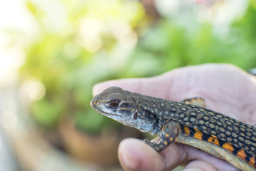 Asian man holding Butterfly Lizard (Leiolepis belliana)  for education in Thailand, butterfly agamas