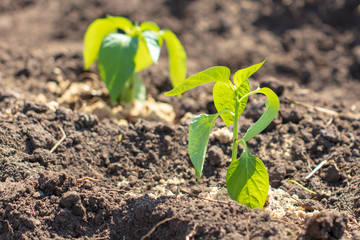 Saplings of paprika in the soil in the garden