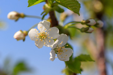 Flowers on the branches of a tree in the nature