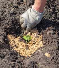 Planting seedlings in the garden