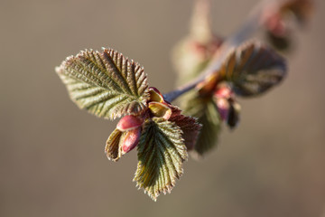 Young red leaves on a tree in spring