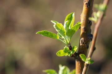 Young green leaves on a tree in spring