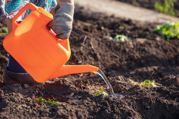 Sprinkling with watering can seeds in the soil