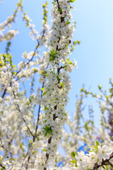 Flowers on the branches of a tree in the nature