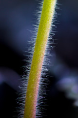 A stem on a tomato as a background