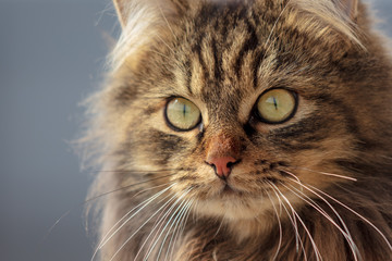 Portrait of a Maine Coon cat in nature