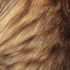 Wool on a cat as an abstract background