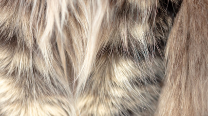 Wool on a cat as an abstract background