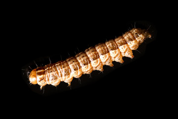 the caterpillar crawls on a black background