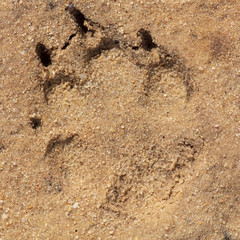 A trace of a dog in the ground as a background