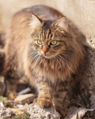 Portrait of a Maine Coon cat in nature