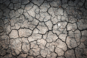 clay loam with cracks