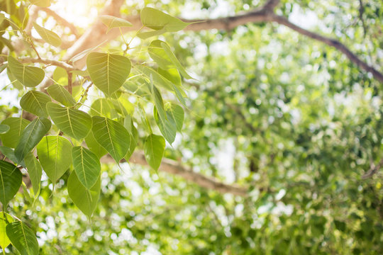 Green leaves of Bodhi Tree with blurred bokeh of crown and lens flare, symbol of buddha religion.