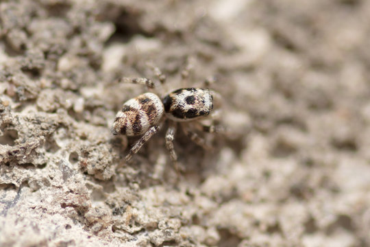 Portrait of a spider on a concrete wall