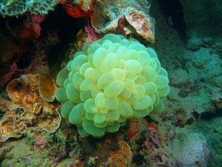 Stone coral