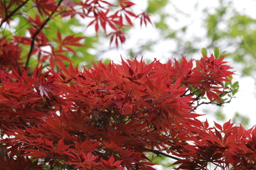 Red Maple Leaves in Spring , season Change